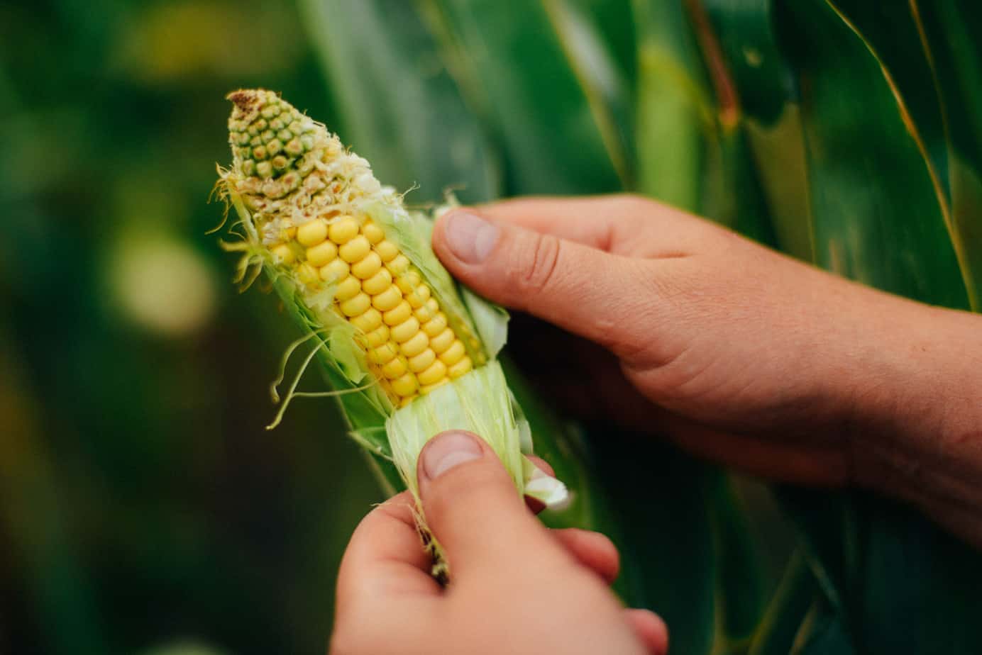 peeling the husks back from the corn cob