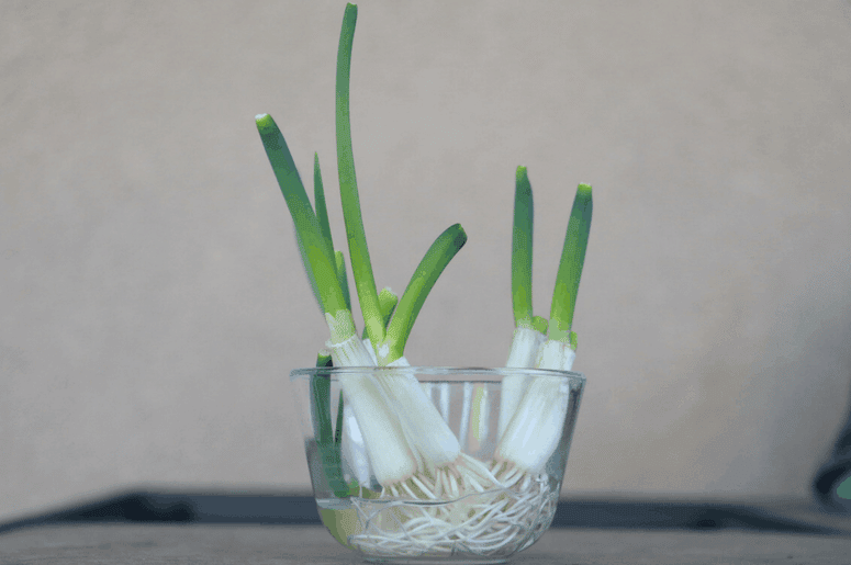 cut green onion bottoms regrowing in a bowl of water