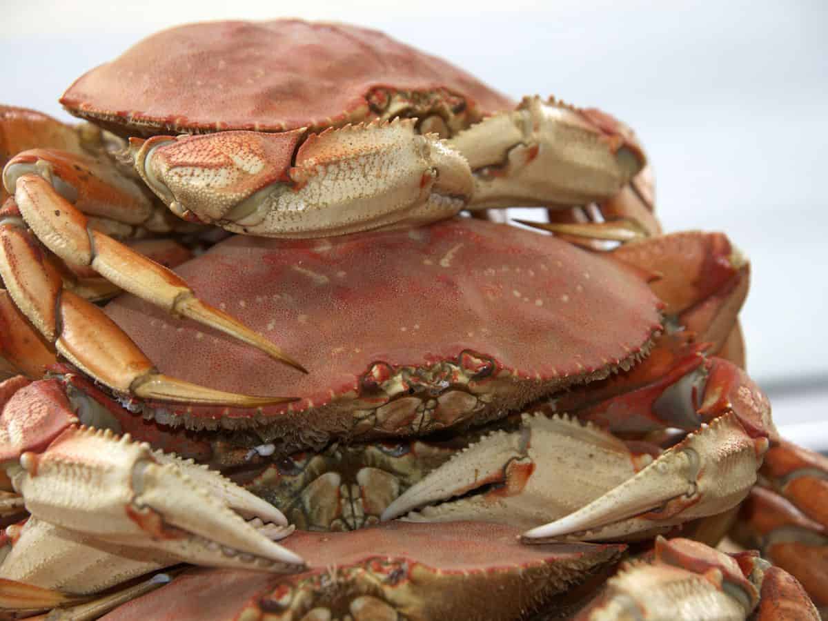 dungeness crabs