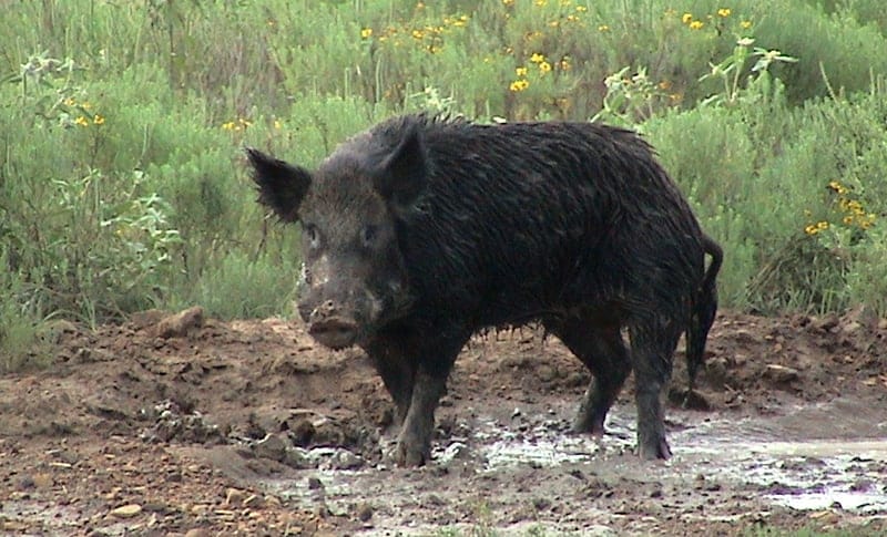 wild boar in a field