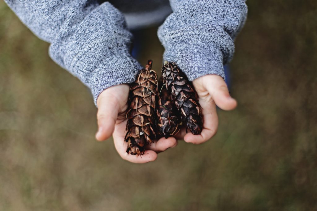 holiday pinecones used for potpourri