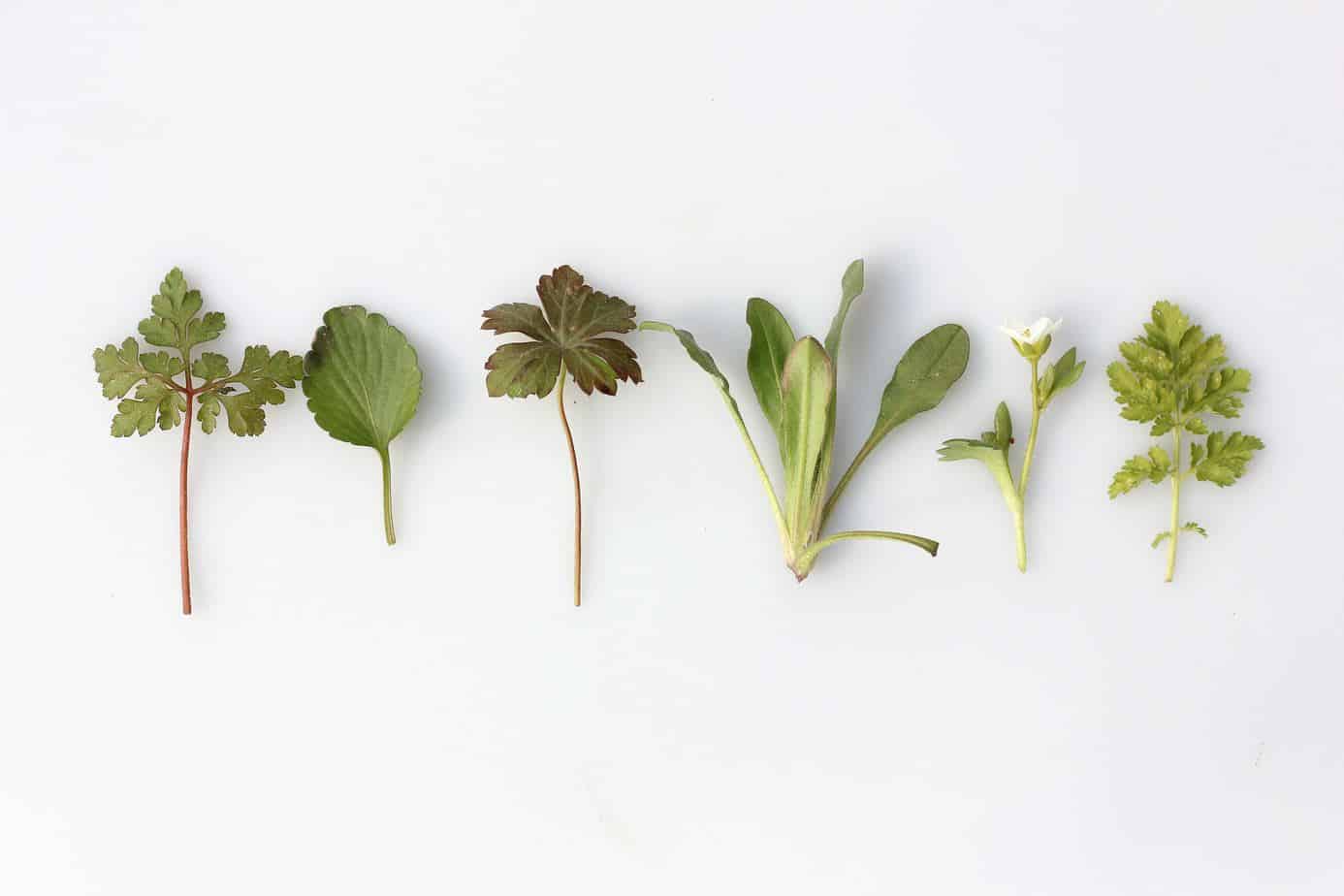 an assortment of fresh herbs